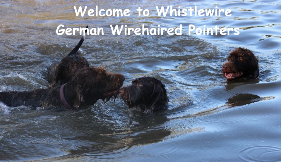 Whistlewire - German Wirehaired Pointers